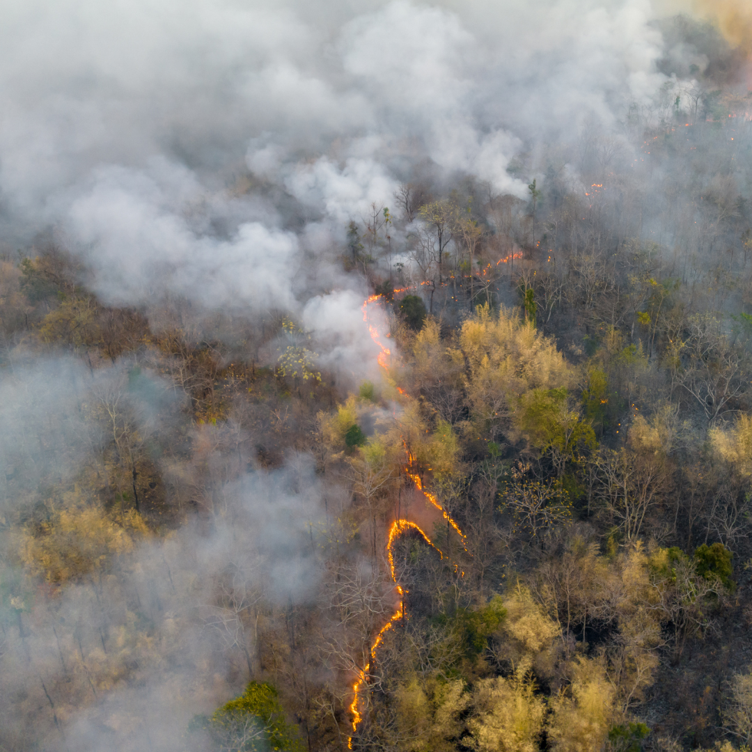 wildfire image
